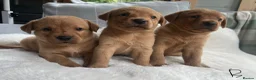 Labrador Retriever dogs for sale: kC reg fox red labs FTCH sired - Advert 14