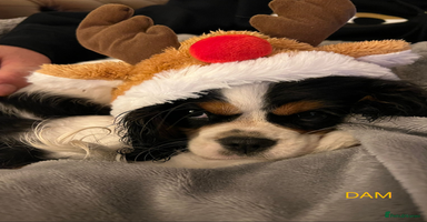 Cavalier King Charles Spaniel dogs - Advert 16