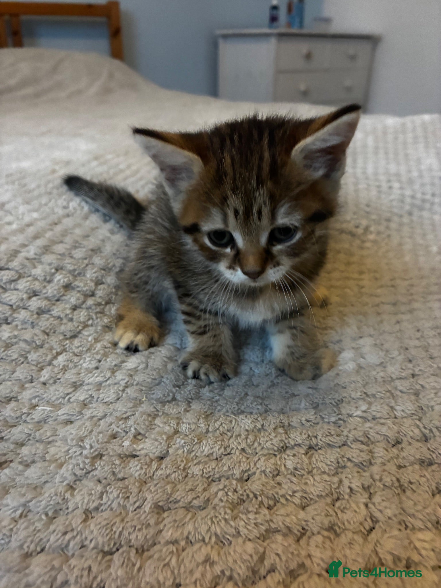 Mixed Breed cats Adorable playful kittens  - Advert 1