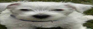 West Highland Terrier 1
