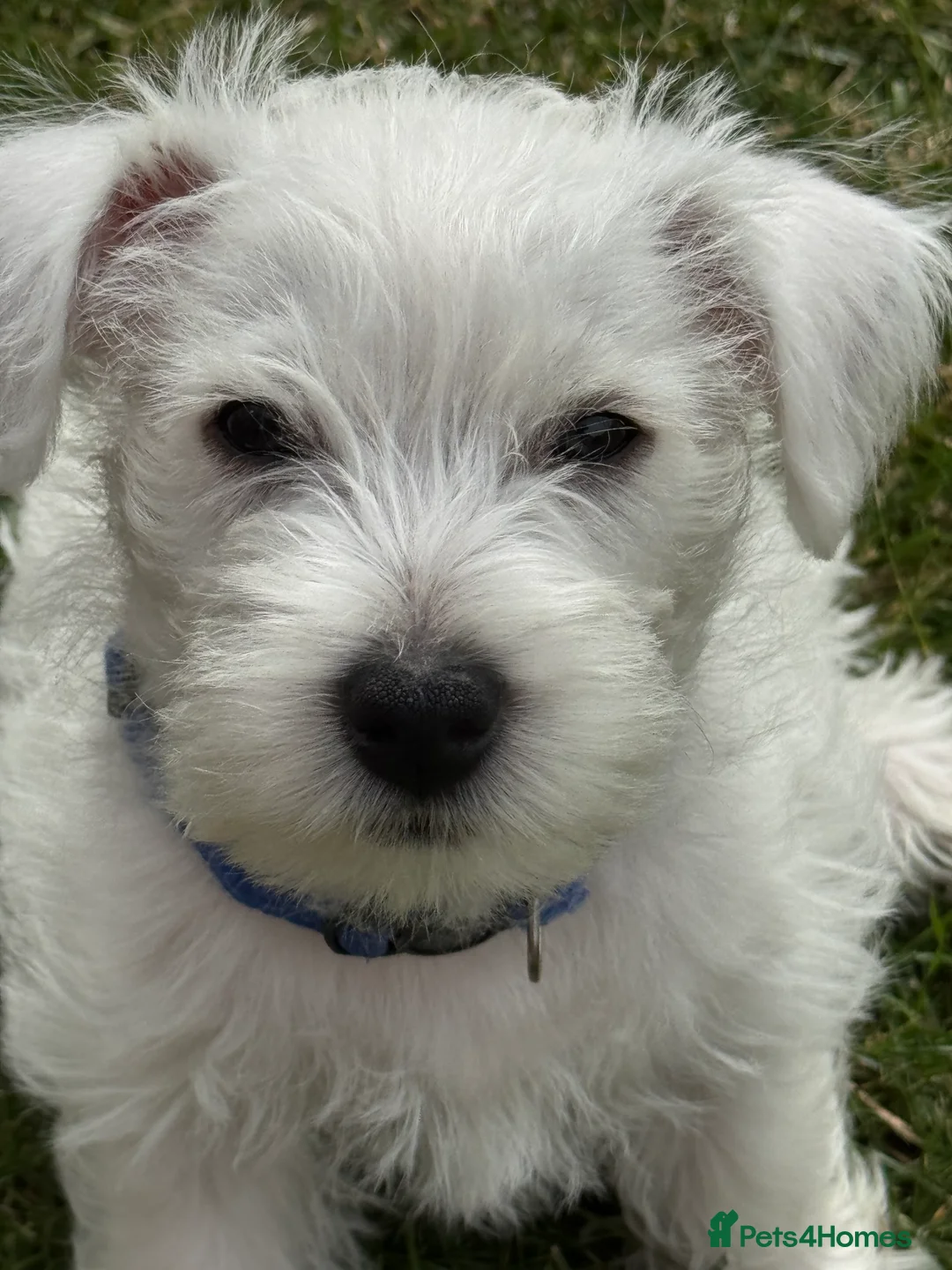 West Highland Terrier dogs for sale: I am ready for my for my forever home  - Advert 8