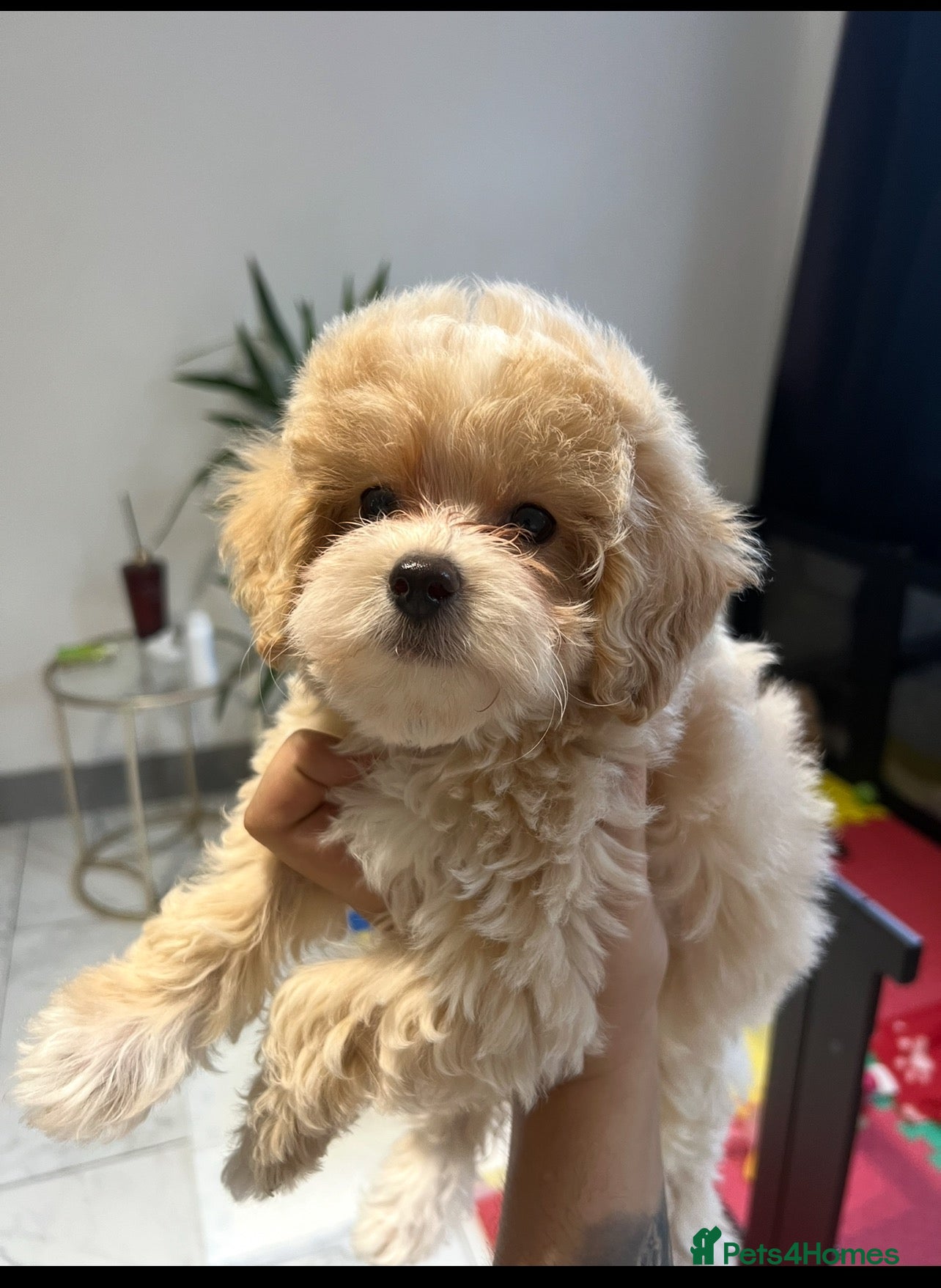 Maltipoo dogs Little Maltipoo F1 puppies❤️ - Advert 11