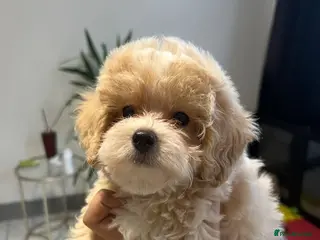 Maltipoo dogs Little Maltipoo F1 puppies❤️ - Advert 11