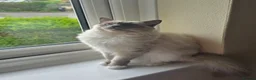 Ragdoll cats for sale: Beautiful Ragdoll Blue Mitten  - Advert 5