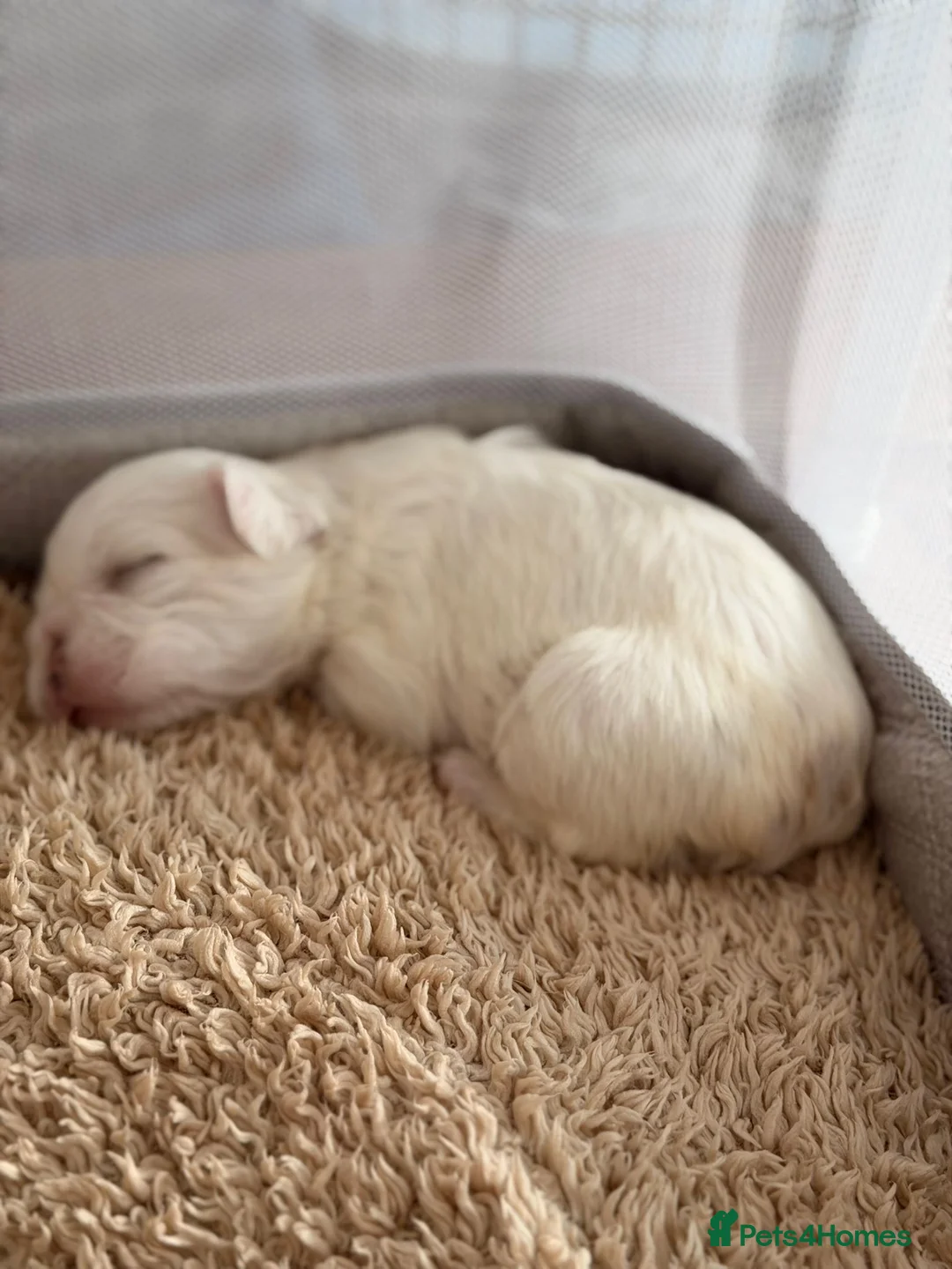 French Bulldog dogs for sale: French Bulldog  **  fluffy  in Bognor Regis - Advert 3