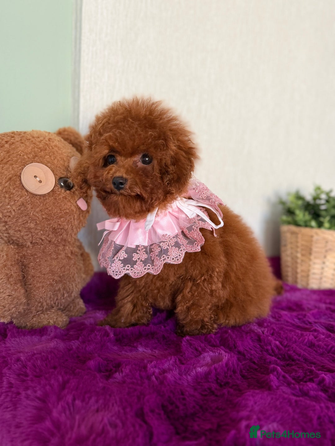 Poodle dogs for sale: Asian girl looking for 🏡 - Advert 8