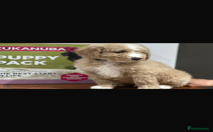 Mixed Breed dogs F1B SAINTBERNADOODLE NOVA 1295 B/W GIRL - Advert 1