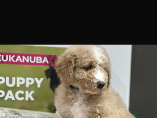 Mixed Breed dogs F1B SAINTBERNADOODLE NOVA 1295 B/W GIRL - Advert 4