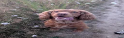 Cocker Spaniel dogs for sale: 9 Cocker Spaniel Puppies for sale in Reading - Advert 7