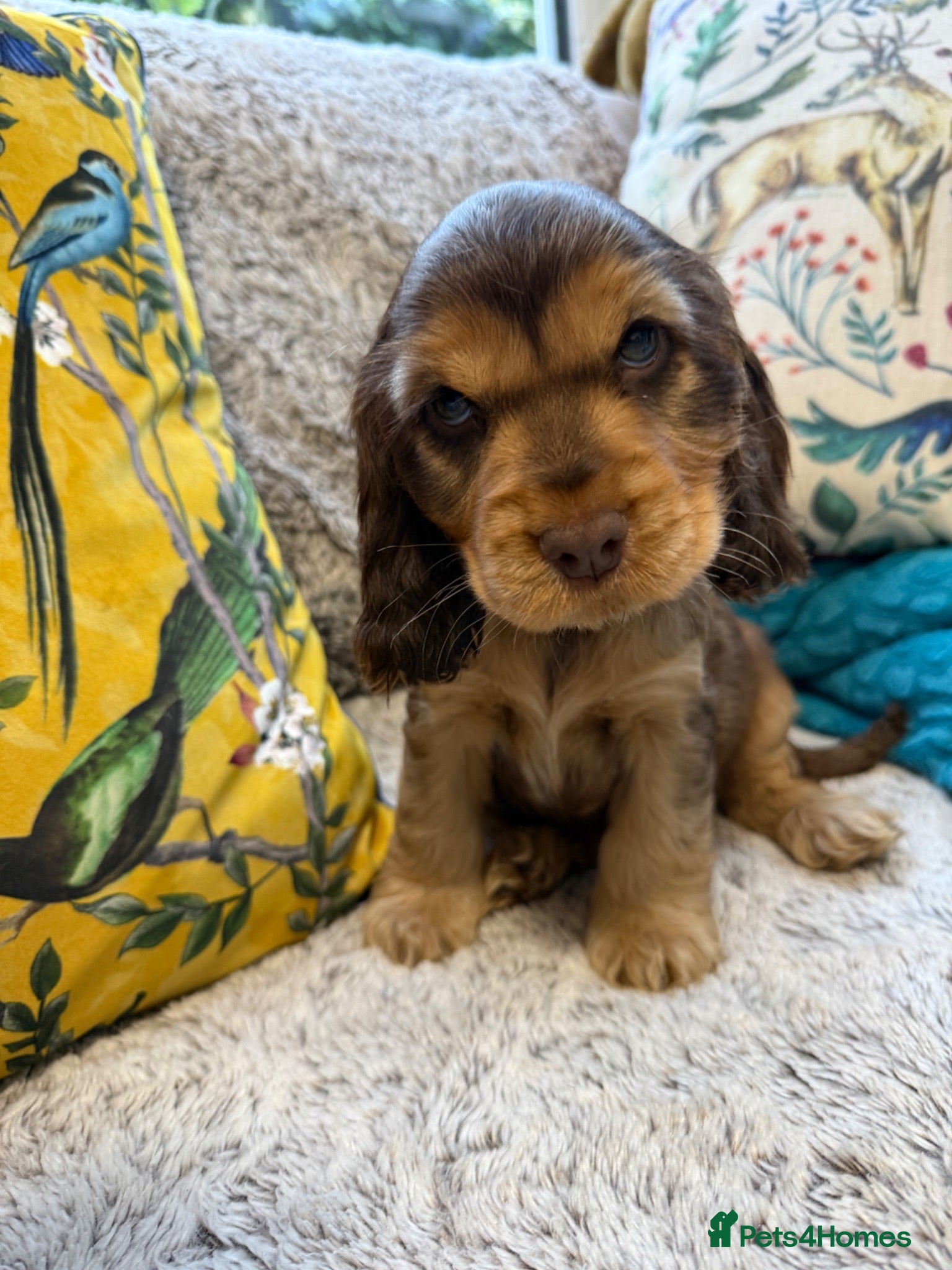 Cocker Spaniel dogs Outstanding show cocker spaniels - KC - Advert 1