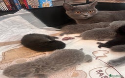 British Shorthair cats for sale: Pure British shorthair kittens  - Advert 2