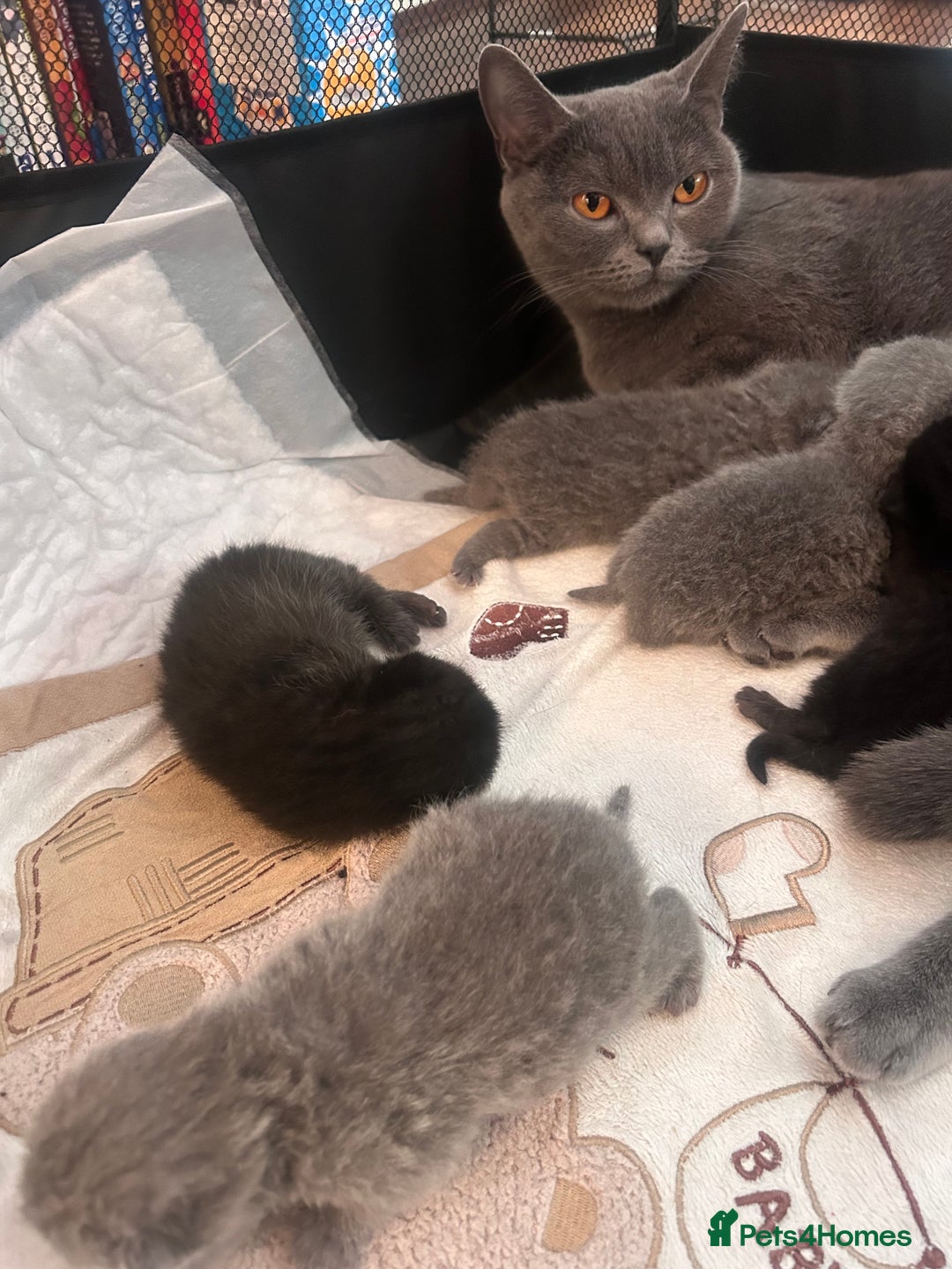 British Shorthair cats for sale: Pure British shorthair kittens  - Advert 2