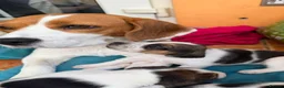 Beagle dogs for sale: 🐶 Beautiful Beagle Puppies for Sale 🐶 - Advert 3