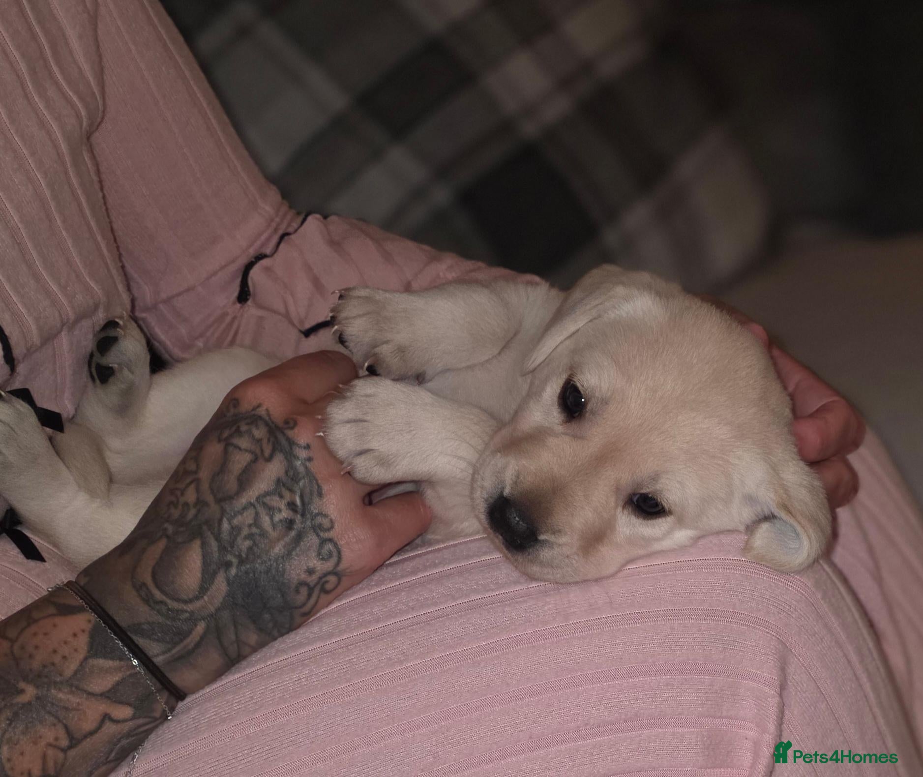 Labrador Retriever dogs Maggies beautiful pups, only 1 boy left 🤎 - Advert 1