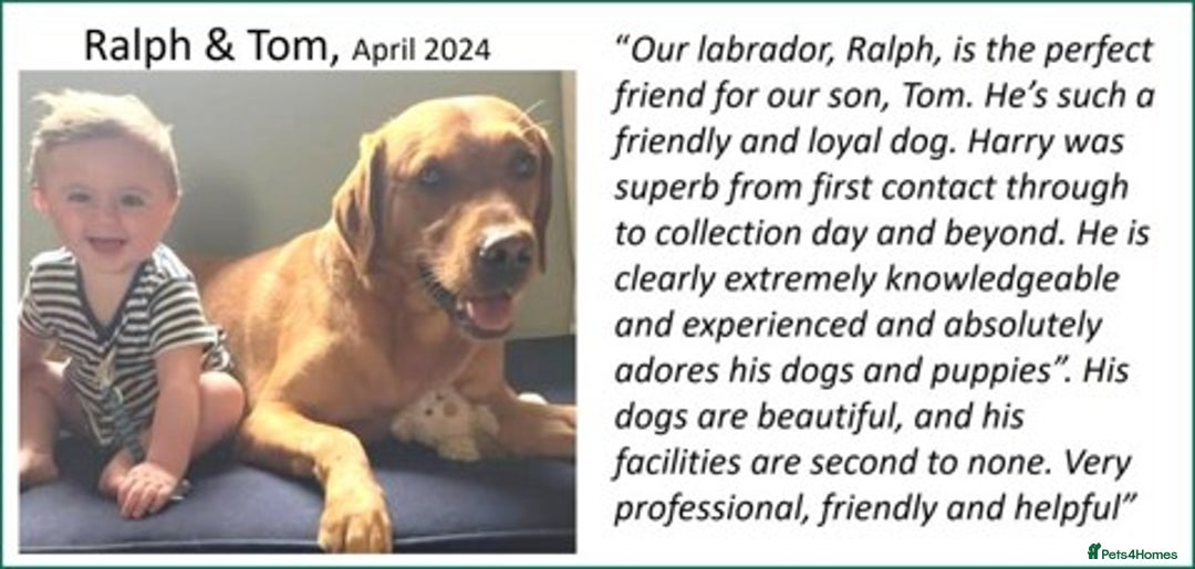 Labrador Retriever dogs for sale: Red Fox Labs : Health Checked-KC Reg-FTCH Pedigree - Image 31