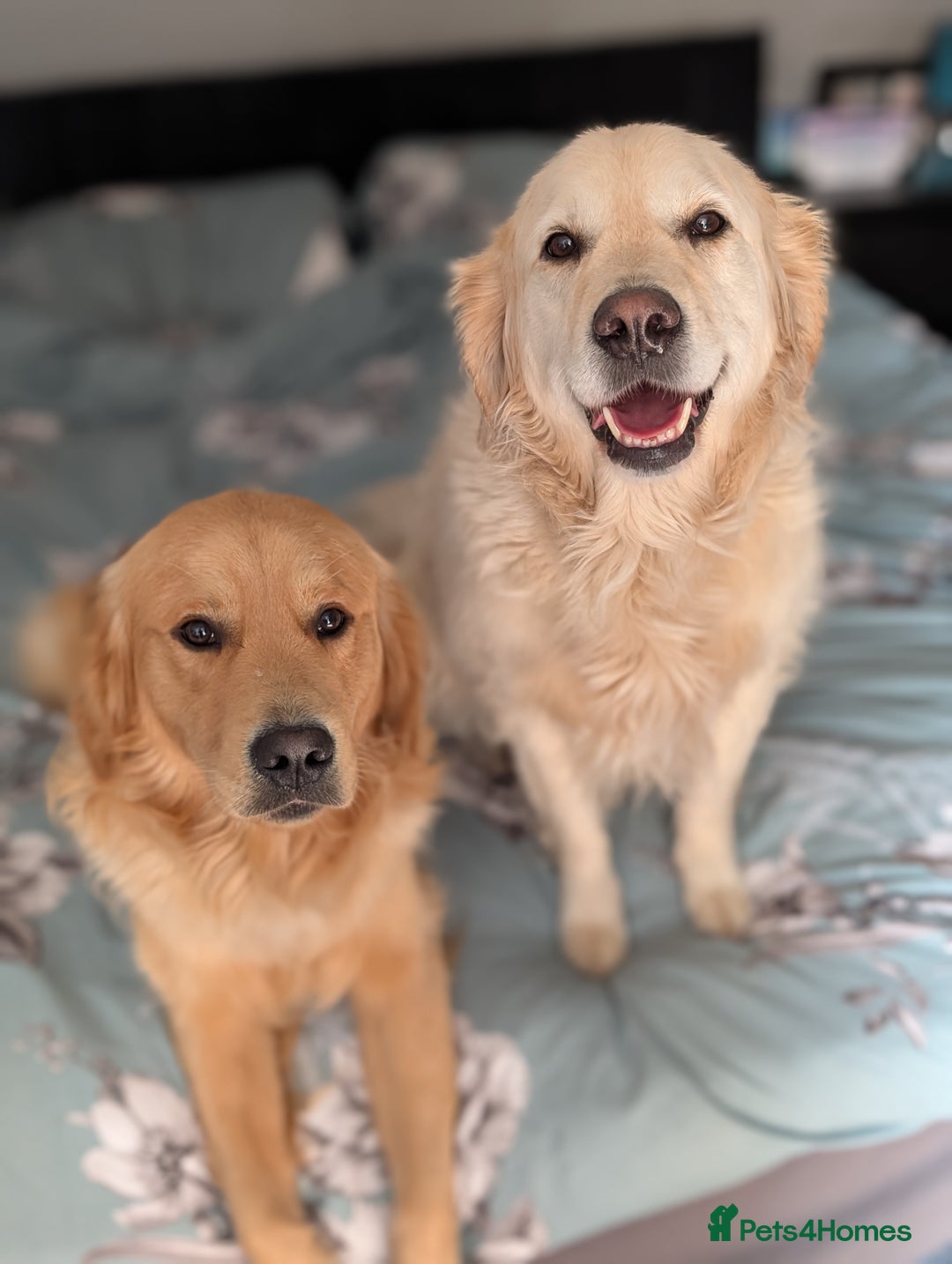 Golden Retriever dogs for stud: Fully Health & Sperm Tested KC Golden Retriever in Saltcoats - Image 5