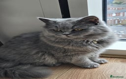 British Longhair cats for sale: Beautiful British Longhair female  - Advert 3