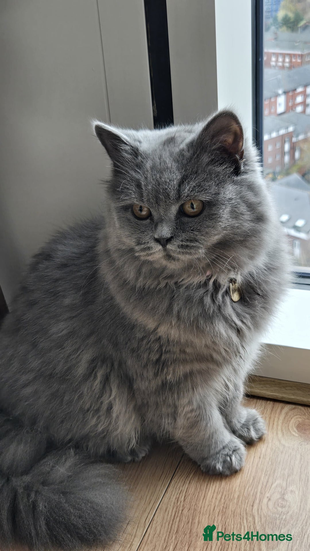 British Longhair cats for sale: Beautiful British Longhair female  - Advert 3