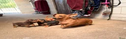 Miniature Dachshund dogs for sale: Pra clear mini dachshunds  - Advert 9