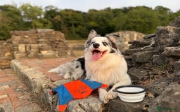 Border Collie dogs for stud: Blue Merle Border Collie Looking for Girlfriend - Image 15