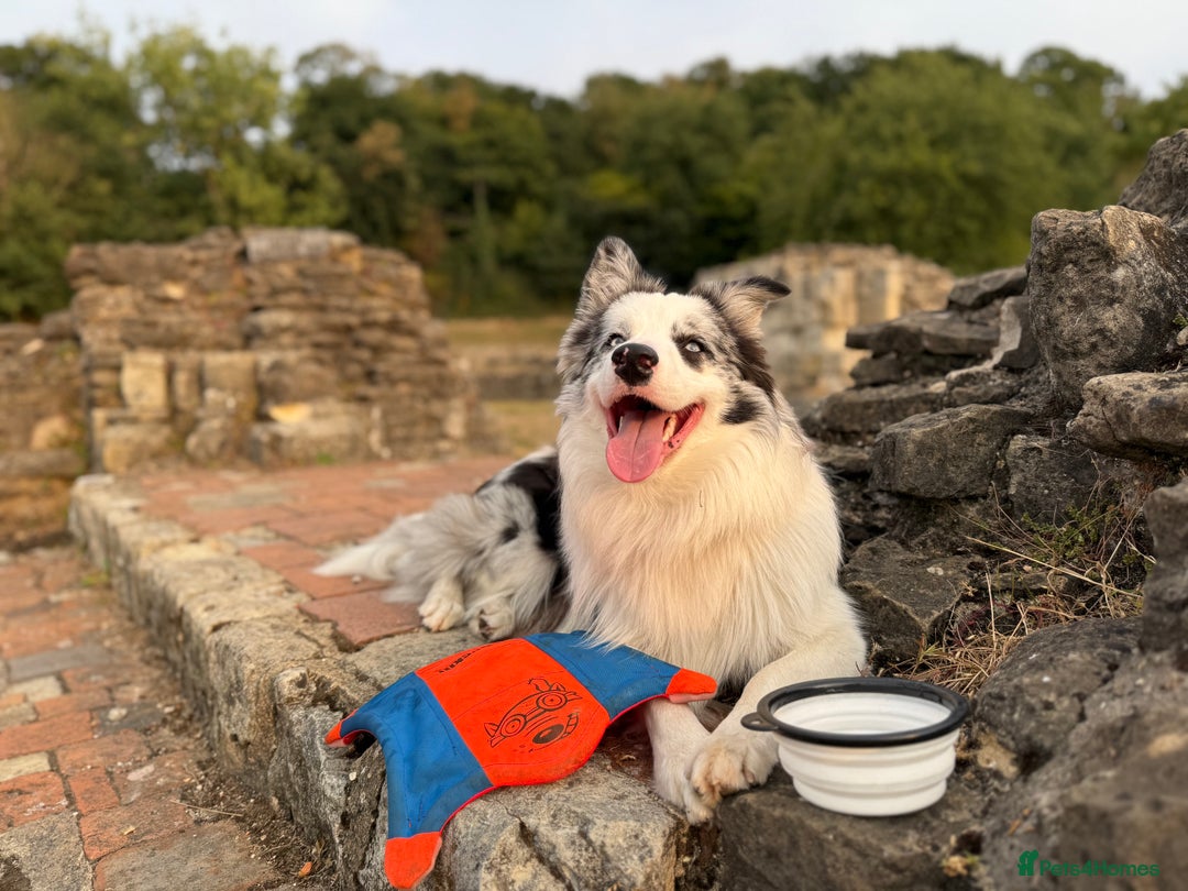 Border Collie dogs for stud: Blue Merle Border Collie Looking for Girlfriend - Image 15