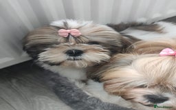Shih Tzu dogs for sale: 🐶Shih tzu puppies for sale 🐶 1 girl💚 left - Image 1