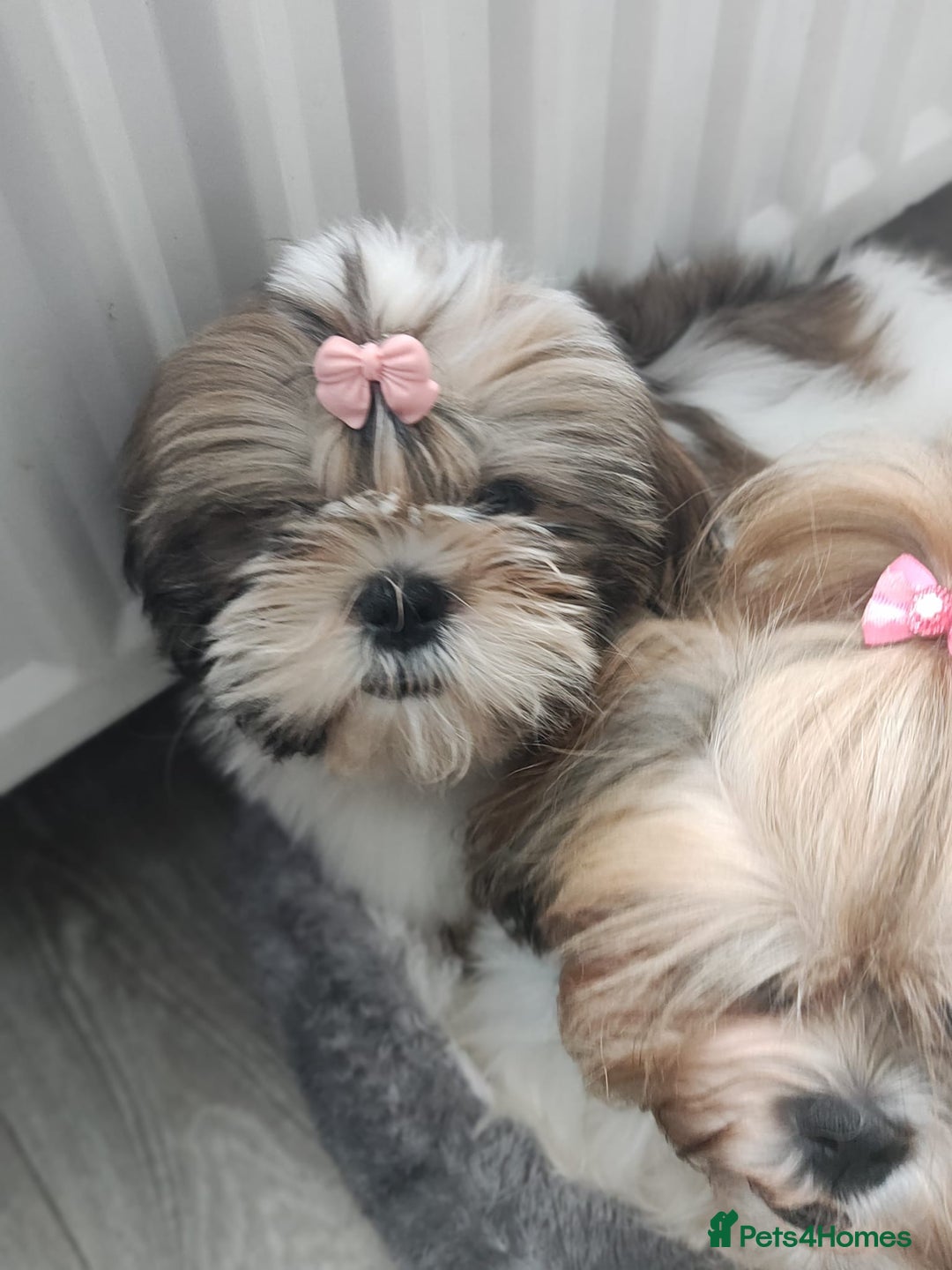 Shih Tzu dogs for sale: 🐶Shih tzu puppies for sale 🐶 1 girl💚 left - Image 1