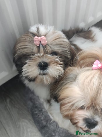 Shih Tzu dogs - Advert 8