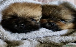 Pomeranian dogs for sale: 2 POMERANIAN BOYS READY TO LEAVE  in Bargoed - Image 11