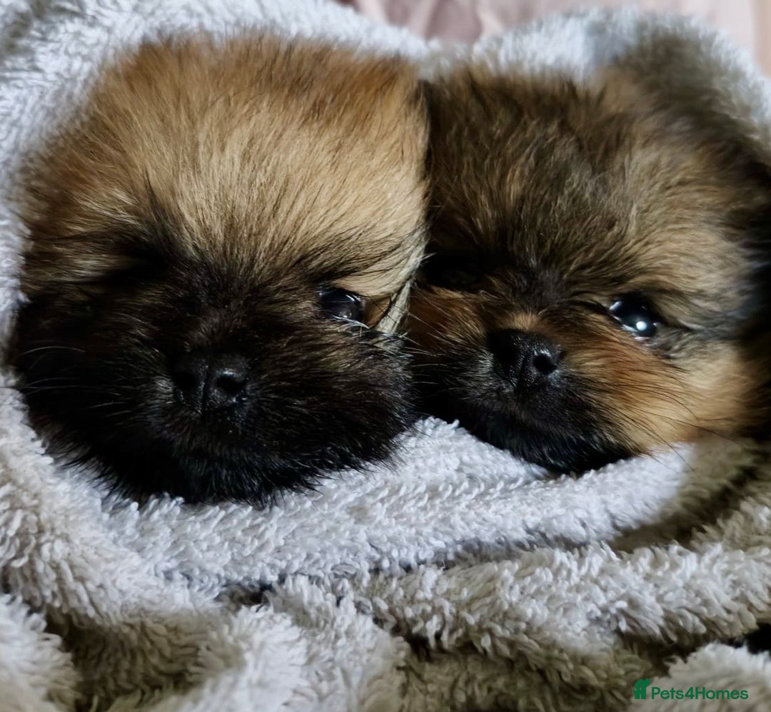Pomeranian dogs for sale: 2 POMERANIAN BOYS READY TO LEAVE  in Bargoed - Image 11