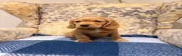 Cocker Spaniel dogs for sale: Fantasticly Bred Health Tested Cockers Ready Now - Advert 6
