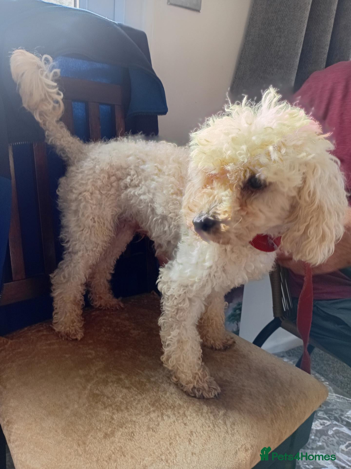 Toy Poodle dogs for sale: Beautiful toy poodle puppies - Advert 1