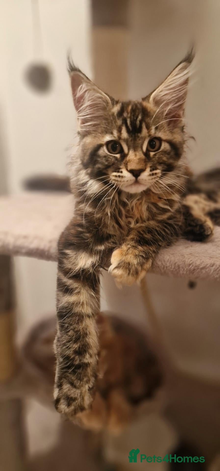 Maine Coon cats 2 Beautiful Kittens looking for forever homes - Advert 1