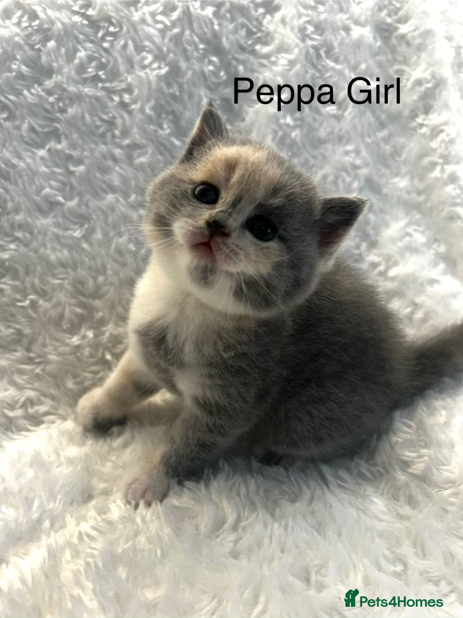 British Shorthair cats Registered British Shorthair kittens  - Advert 2