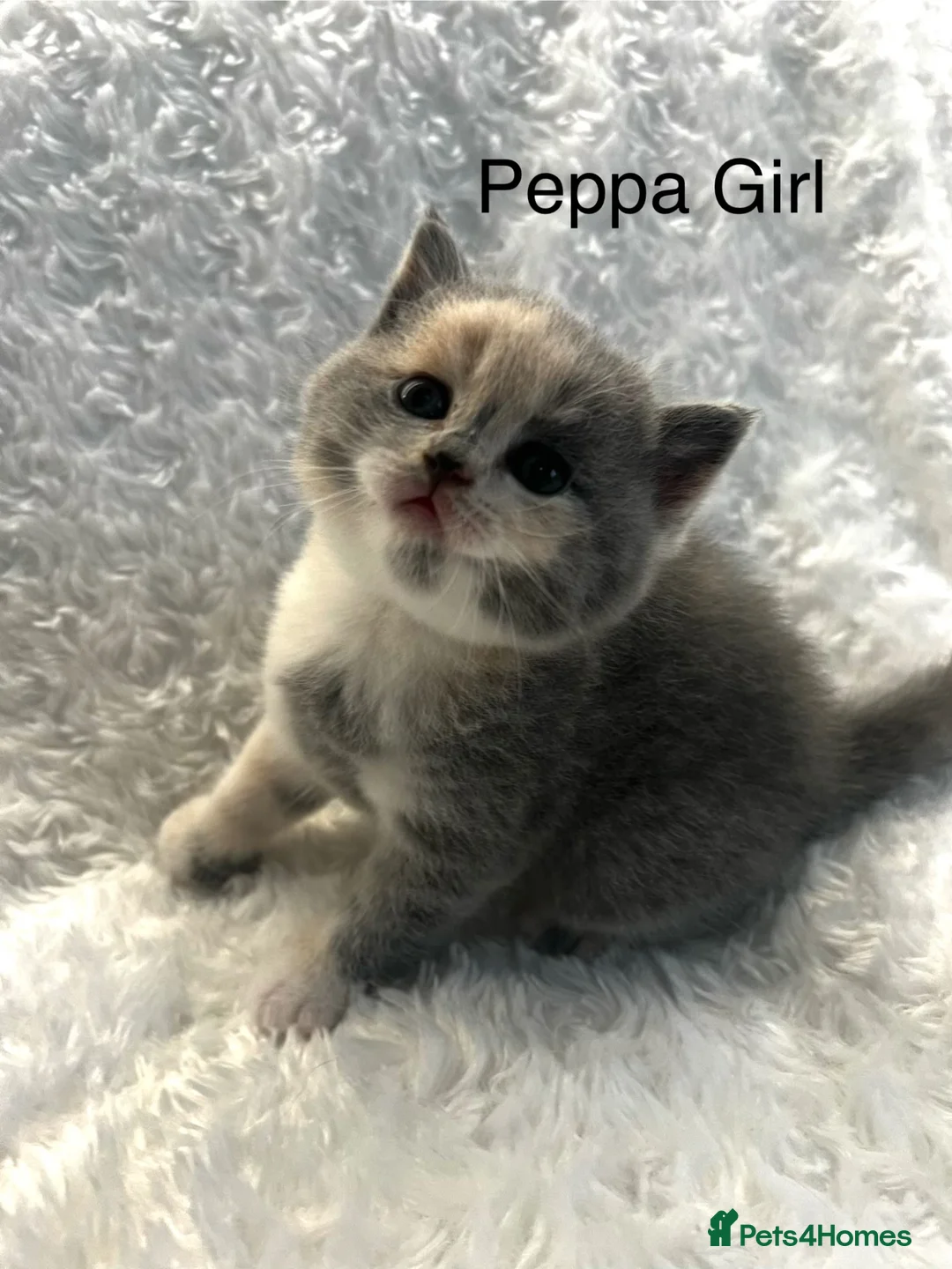 British Shorthair cats for sale: Registered British Shorthair kittens  - Advert 1