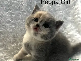 British Shorthair cats Registered British Shorthair kittens - Advert 3