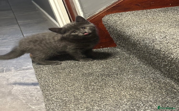 Russian Blue cats - Advert 1