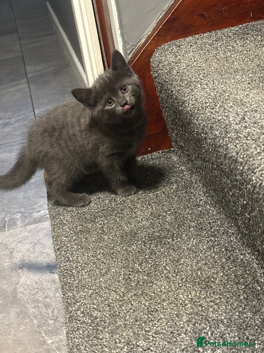 Russian Blue cats for sale: Three half Russian blue kittens  - Image 1