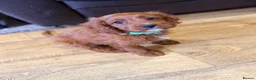 Cavapoo dogs for sale: Extensively health tested F1 Toy Cavapoo Puppies - Advert 21