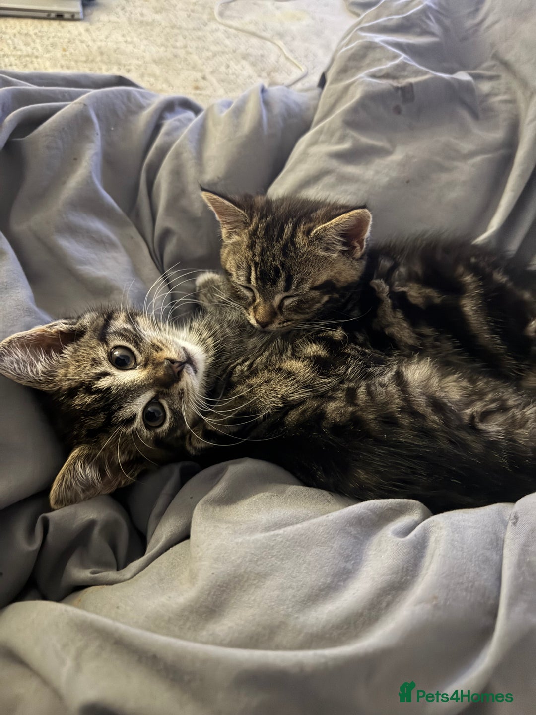 Mixed Breed cats for sale: Adorable 3 month old kittens  - Advert 6