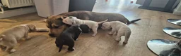 Mixed Breed dogs for sale: Beautiful Staffy x pups - friendly and healthy - Advert 24