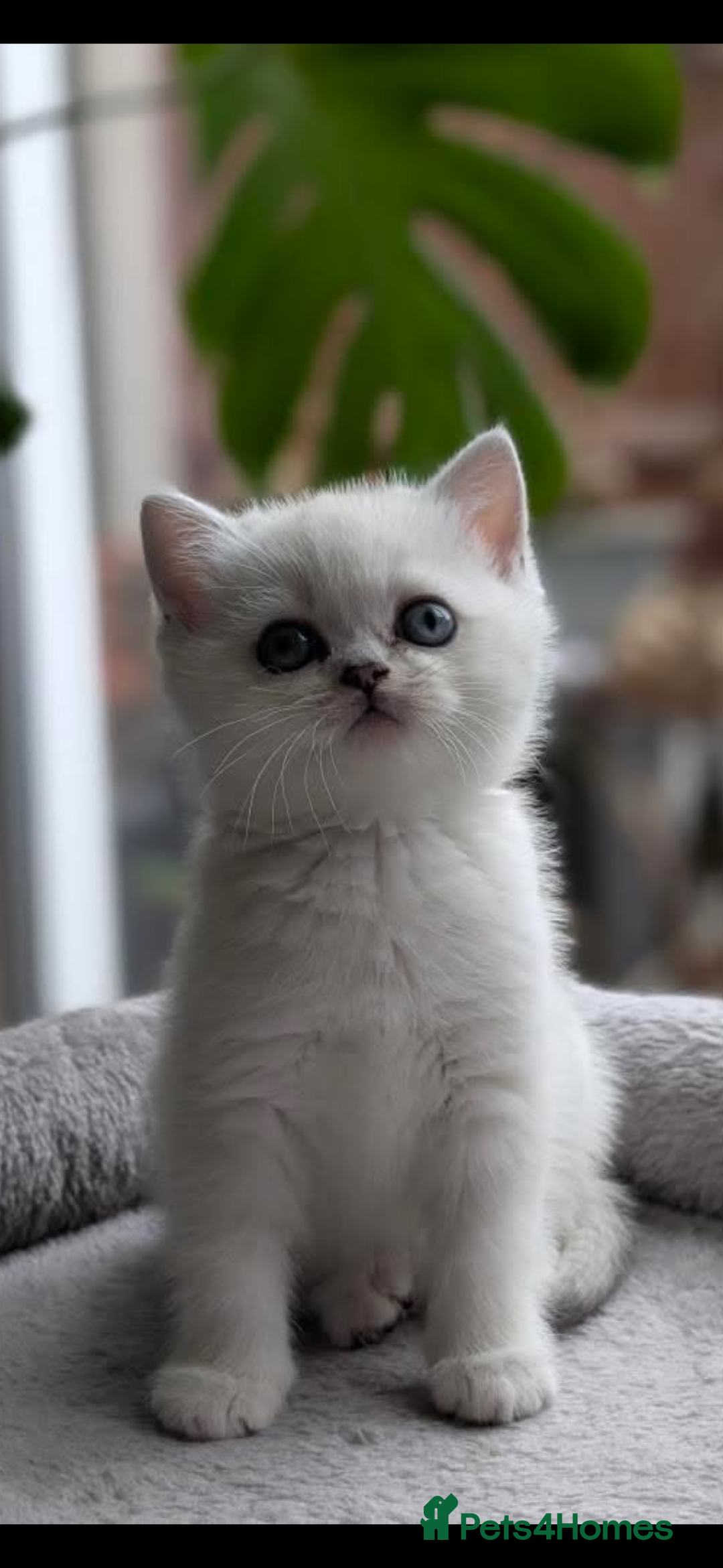 Scottish Fold cats for sale: Scottish fold / chinchilla  - Advert 4