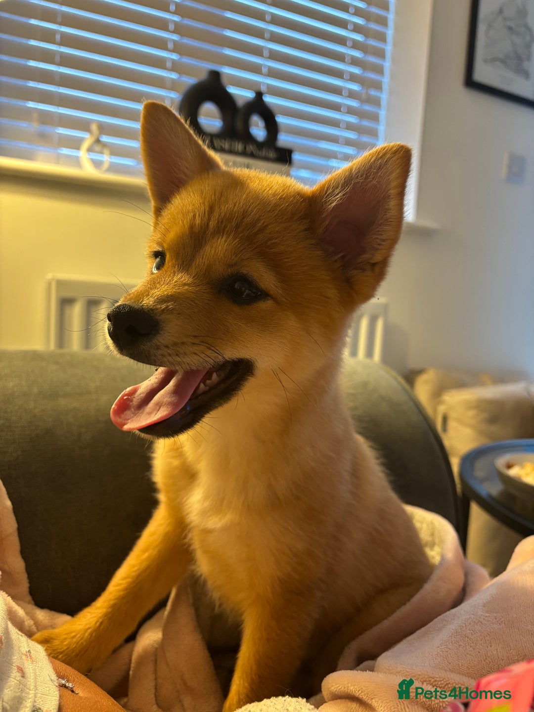 Mixed Breed dogs for sale: Beautiful 7 month old Pomshi hybrid  - Image 11