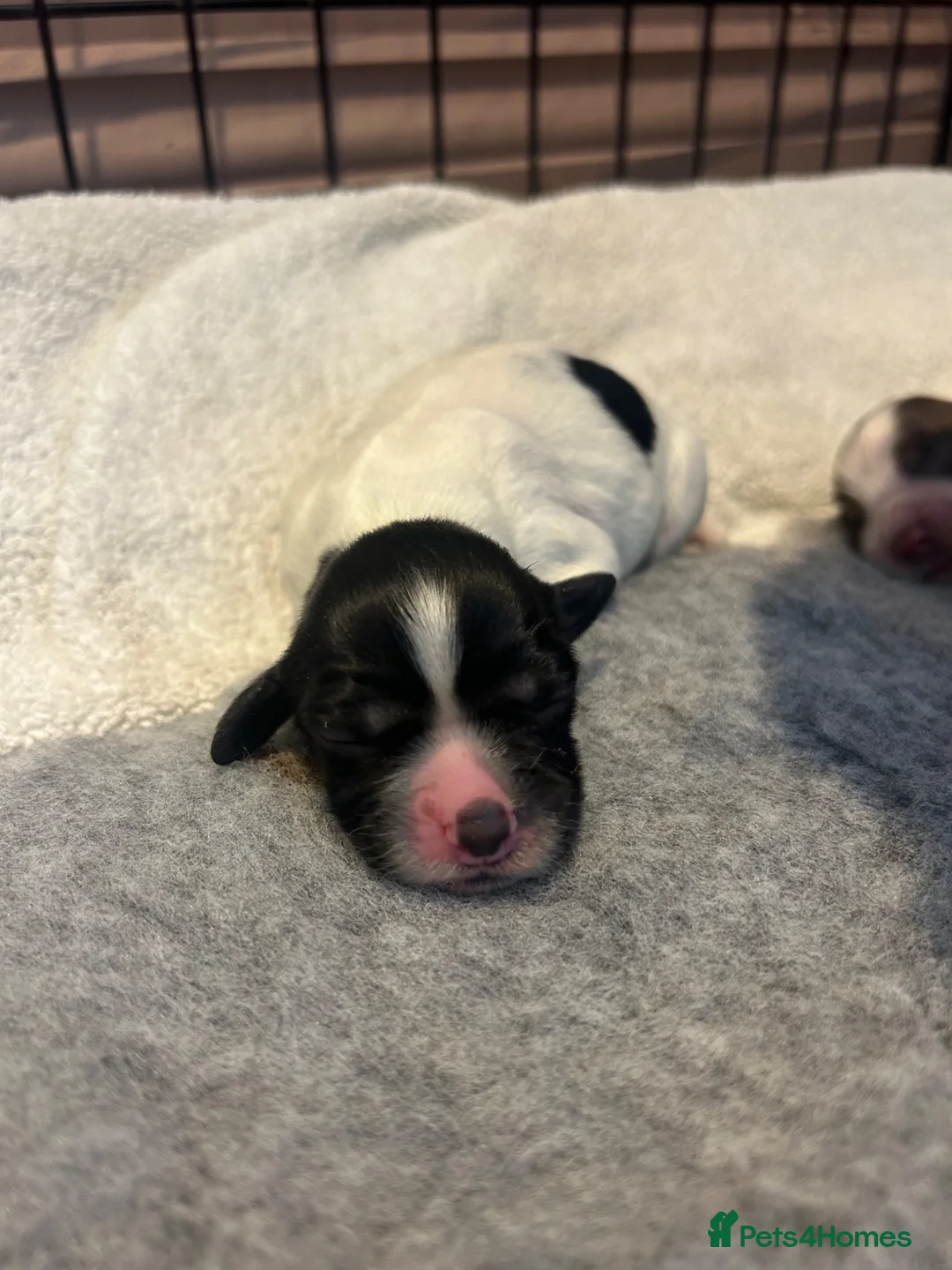 Sprocker dogs for sale: F1 Sprocker puppies.  - Advert 8