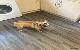 French Bulldog dogs for sale: Hugo the Frenchie - Image 2