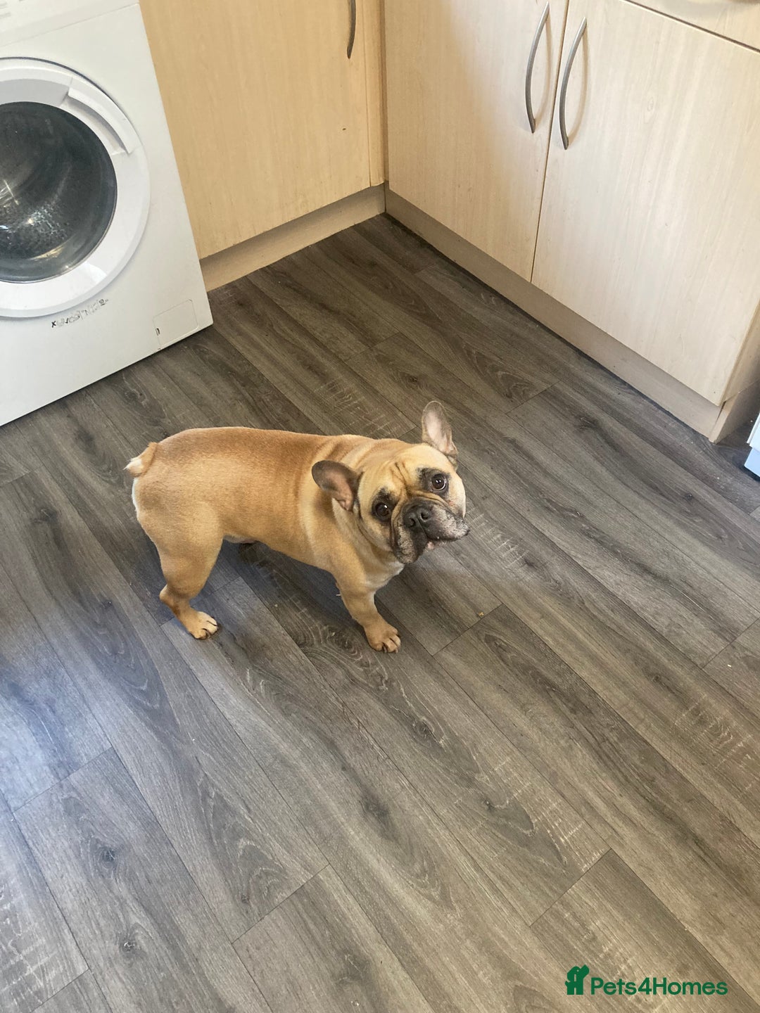 French Bulldog dogs for sale: Hugo the Frenchie - Image 2