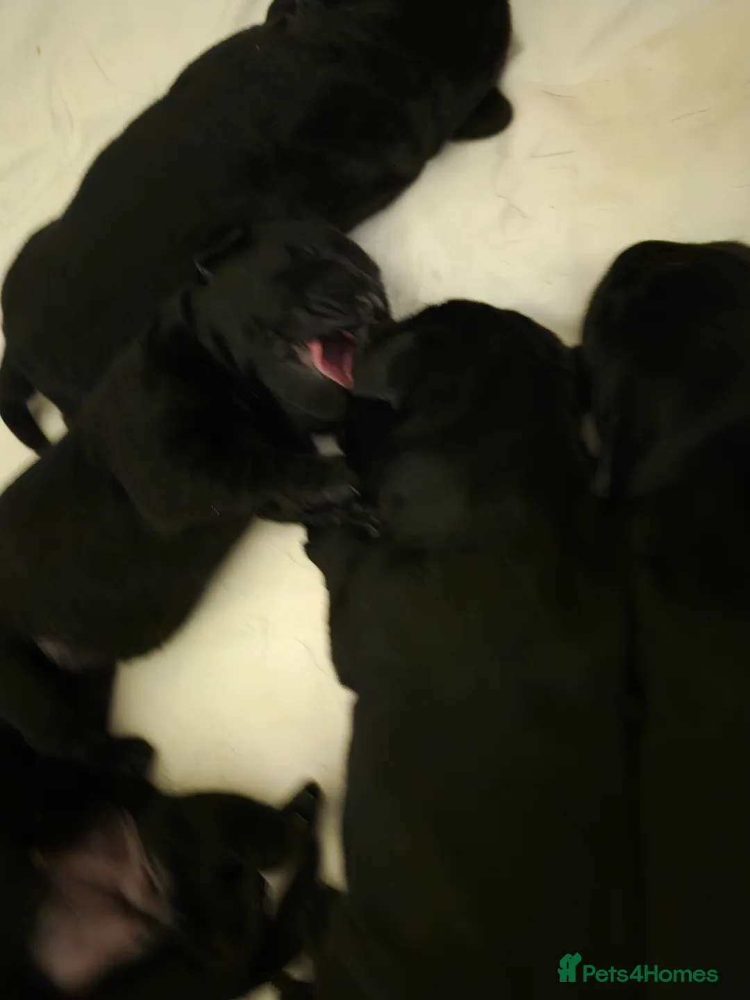 Labrador Retriever dogs for sale: Litter of 7 black labradors - Advert 3
