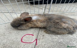 Lionhead rabbits for sale: Lionhead - Image 3