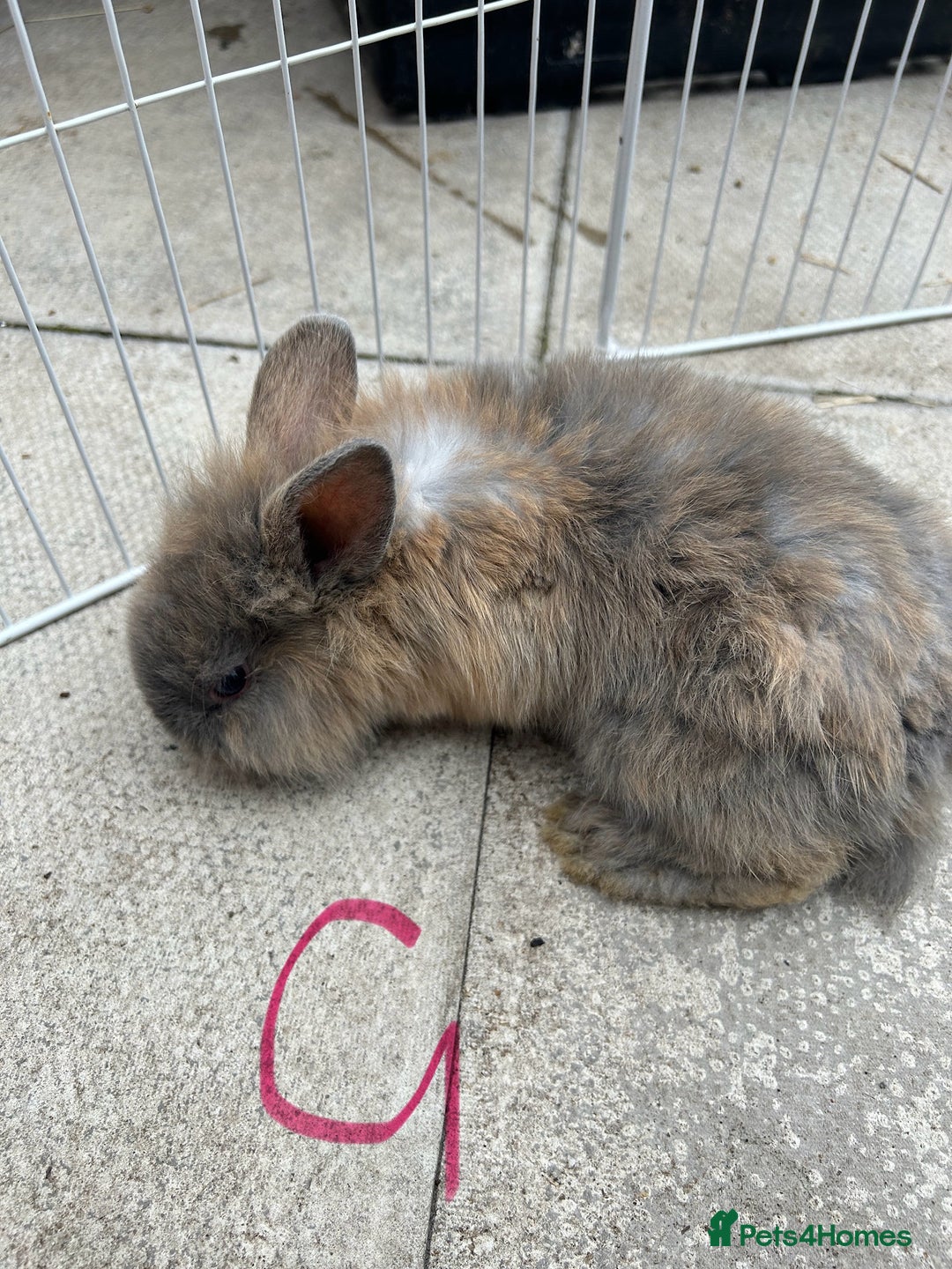 Lionhead rabbits for sale: Lionhead - Image 3