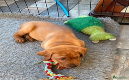 Labrador Retriever dogs for sale: Fox Red Labrador puppies Fully KC registered  - Image 11